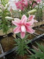 [4220 Bellonica No01.JPG]